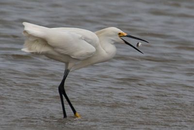 Snowy Egret catches fish between beak.jpg