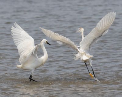 Snowy Egret chases 2nd away.jpg