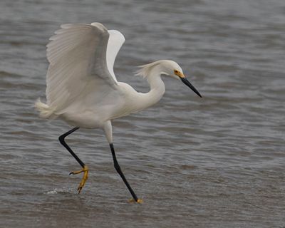 Snowy Egret dances.jpg