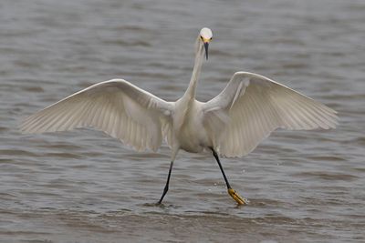 Snowy Egret dancing, wings spread.jpg