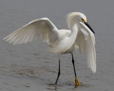 Snowy Egret dancing 3.jpg
