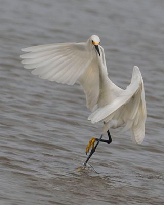 Snowy Egret fishing, funny pose.jpg