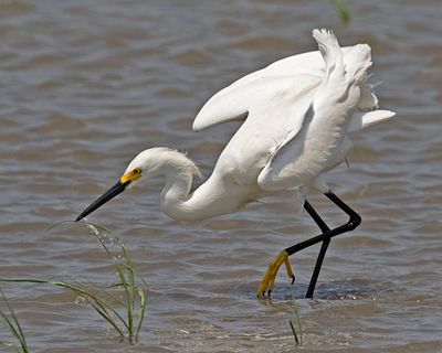Snowy Egret fishing.jpg
