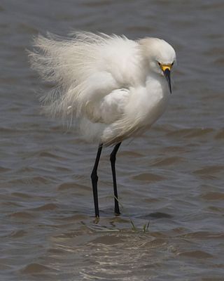 Snowy Egret fluffed and stares at me.jpg