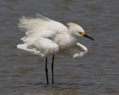 Snowy Egret fluffs himself.jpg