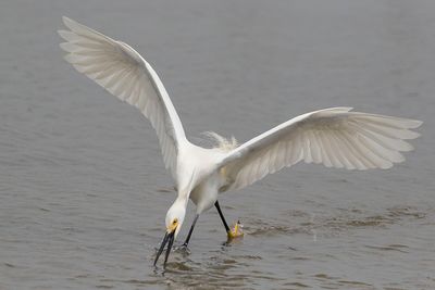 Snowy Egret lunges for fish.jpg