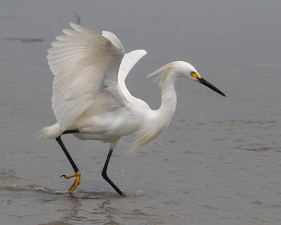 Snowy Egret on the hunt.jpg