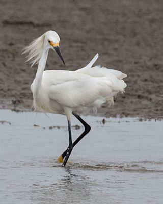 Snowy Egret turning while fishing.jpg