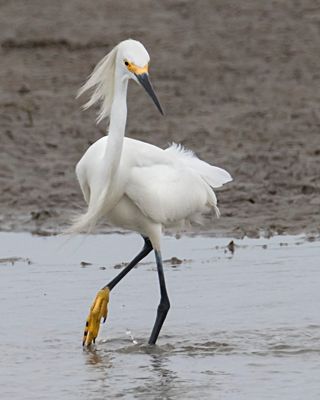 Snowy Egret turns with foot up.jpg