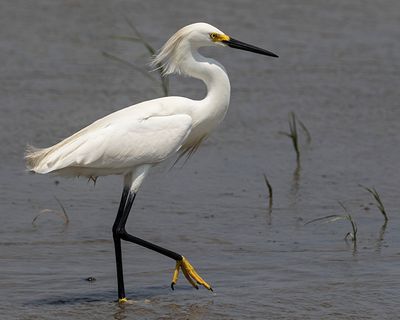 Snowy Egret walking in water.jpg