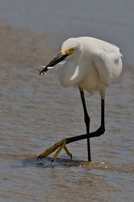 Snowy Egret with2 fish.jpg