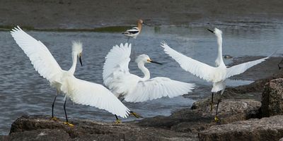 Snowy Egrets chasing.jpg