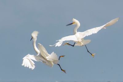 Snowy Egret chase.jpg