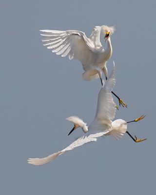 Snowy Egret chase3.jpg