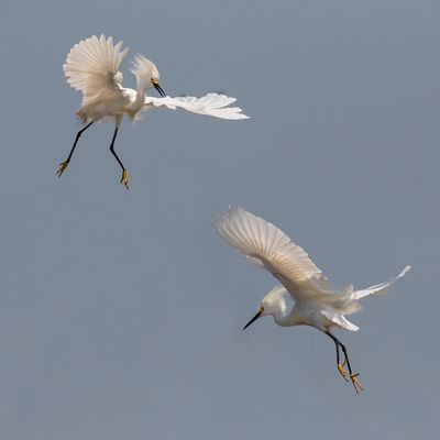 Snowy Egret chase4.jpg