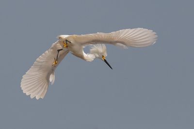 Snowy Egret flying off.jpg