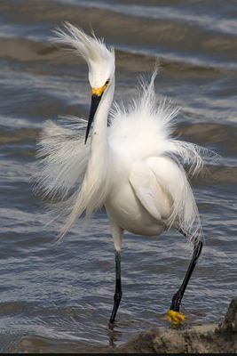 Snowy Egret in breeding plumage.jpg