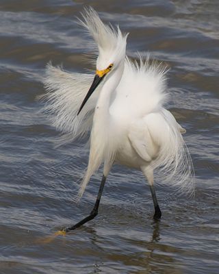 Snowy Egret in breeding plumage2.jpg