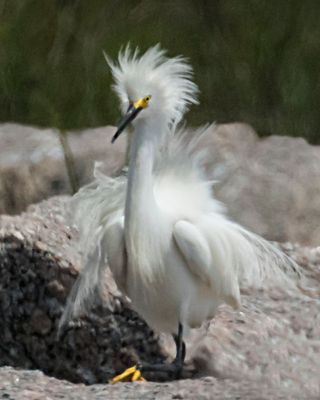 Snowy Egret poses, extreme plumage.jpg