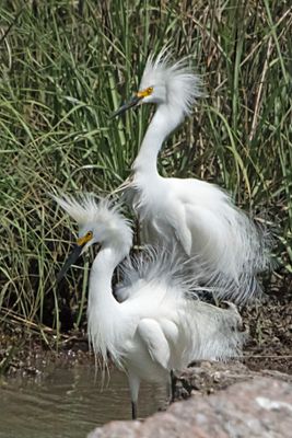 Snowy Egret pair in pose breeding plumage.jpg