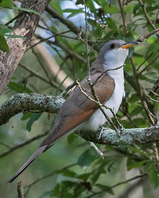 Yellow-billed Cuckoo.jpg