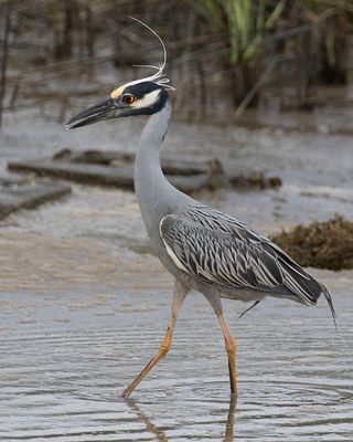 Yellow-crowned Heron hunting.jpg