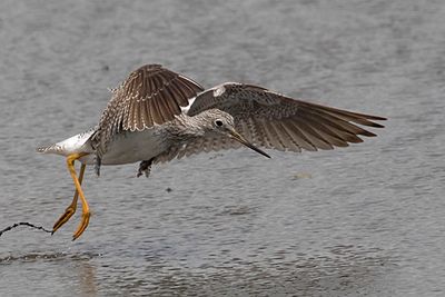 Yellowlegs leaps towards water.jpg