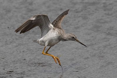 Yellowlegs leaps towards water2.jpg