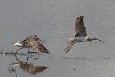 Yellowlegs chase.jpg