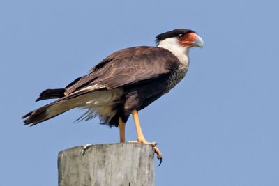 Crested Caracara poses on post.jpg