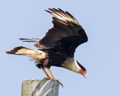 Crested Caracara about to take off from post.jpg