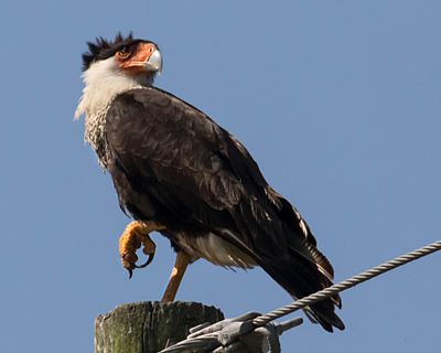 Crested Caracara on pole.jpg