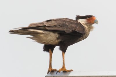 Crested Caracara on top of tower.jpg