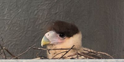 Crested Caracara baby at nest in water tower.jpg