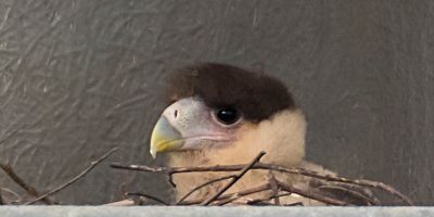 Crested Caracara baby in nest in tower2.jpg