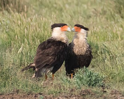 Crested Caracara pair look at each other lovingly.jpg