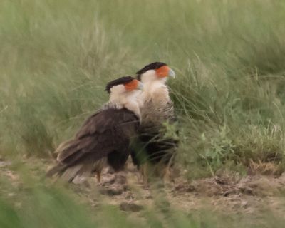Crested Caracara pair in grass look right.jpg