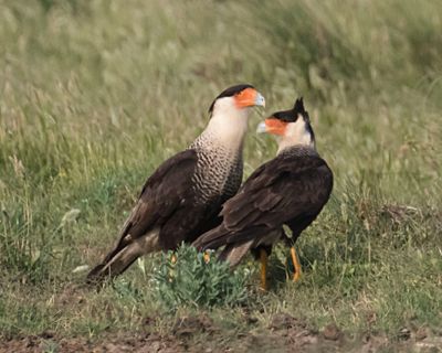 Crested Caracara pair together.jpg
