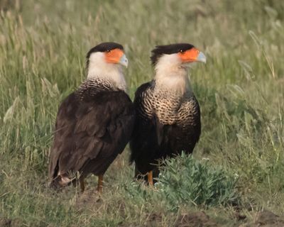 Crested Caracara pair pose in grass.jpg