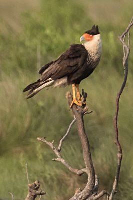 Crested Caracara on dead bush looks left.jpg