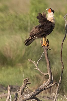 Crested Caracara lifts head while preening.jpg