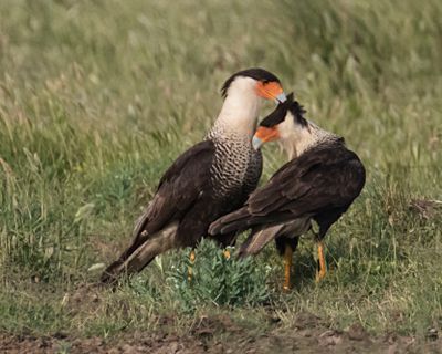 Crested Caracara preens his mate 2.jpg