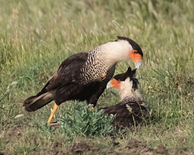 Crested Caracara preens his mate.jpg