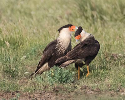 Crested Caracara preens his mate3.jpg