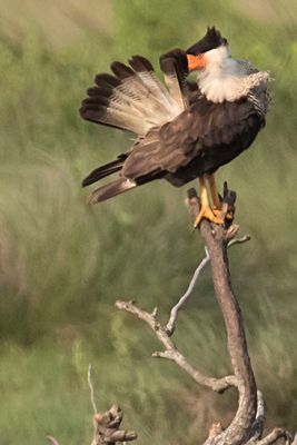 Crested Caracara preens tail on dead branch.jpg