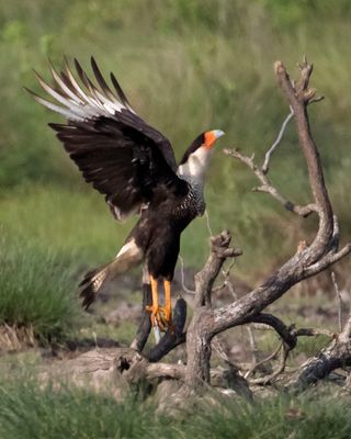 Crested Caracara looks up towards upper branch.jpg