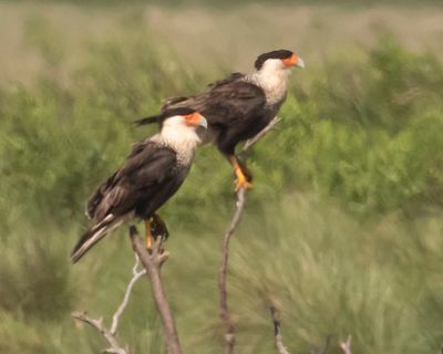 Crested Caracara pair pose on branches.jpg
