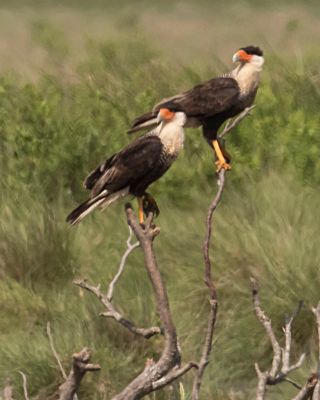 Crested Caracara pair on dead bush.jpg