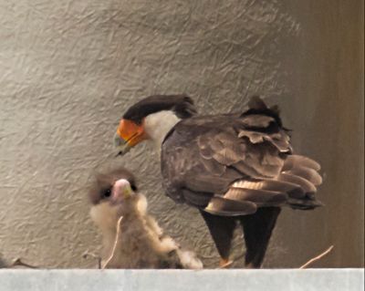 Crested Caracara feeds baby3.jpg