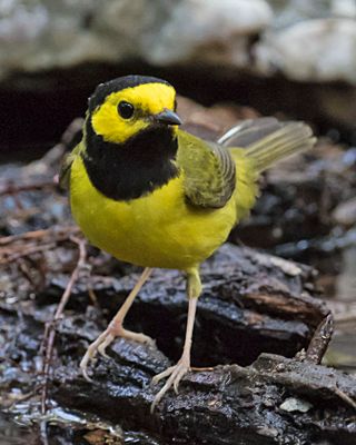 Hooded Warbler poses.jpg